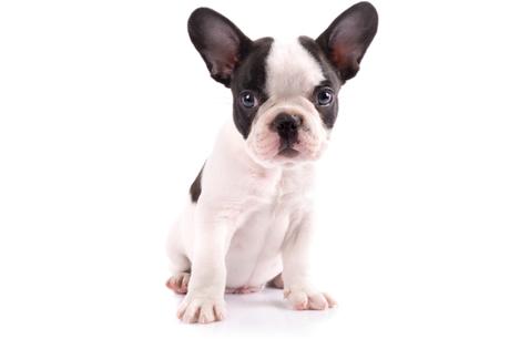 300+ Best Names For French Bulldog and Their Meanings