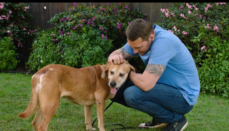 Brandon McMillan Dog Training Masterclass Review 2020 Should You Join It?