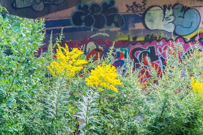 Weeds and graffiti [in an urban paradise]