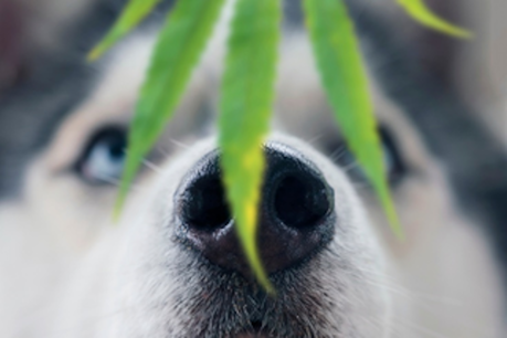 Pets and Weed: A Safety Primer