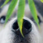 Pets and Weed: A Safety Primer