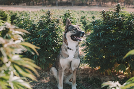 Pets and Weed: A Safety Primer