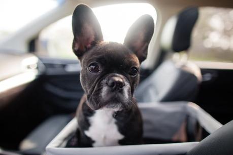 French Bulldog Dog Breed – Temperament, Facts and Pictures
