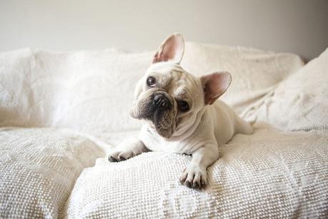 French Bulldog Dog Breed – Temperament, Facts and Pictures