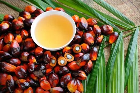 Palm-oil-bad-environment