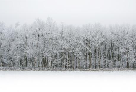 Winter forest