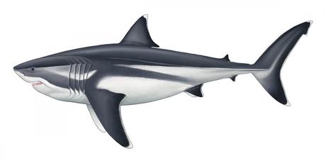 Extinct megalodon confirmed as the biggest fish in the sea