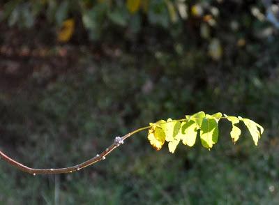 Green and Gold--a Fall Prelude