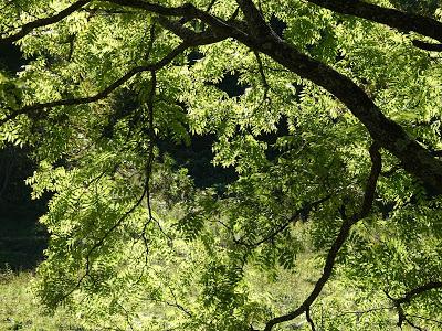 Green and Gold--a Fall Prelude