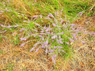 HIKING IN THE THURSTON HILLS NATURAL AREA NEAR EUGENE, OREGON Guest Post by Caroline Hatton at The Intrepid Tourist