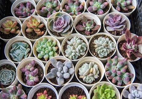 How To Properly Take Care Of Succulents