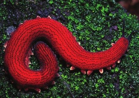 Ten Different Types of Worms You Won’t Find in Your Garden