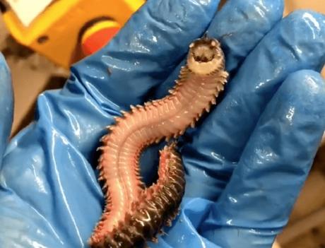 Ten Different Types of Worms You Won’t Find in Your Garden