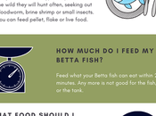 Much Should Feed Betta Fish?