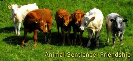 Animal Sentience Your Ultimate Guide
