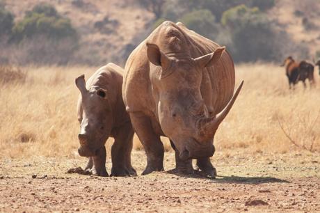 Two Rhinoceros Walking On Brown Field
