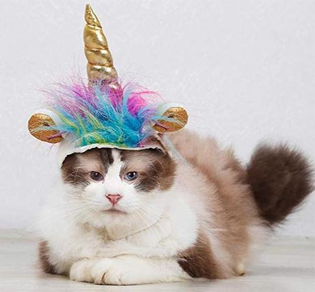 Halloween Costumes for Cats? Count me in! Halloween Costumes for Cats? Count me in!