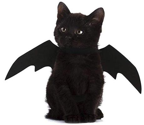 Halloween Costumes for Cats? Count me in! Halloween Costumes for Cats? Count me in!
