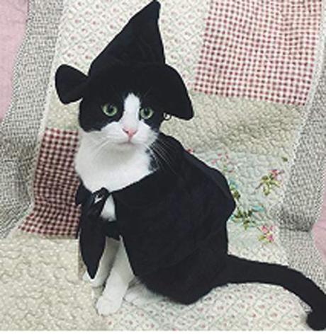 Halloween Costumes for Cats? Count me in! Halloween Costumes for Cats? Count me in!
