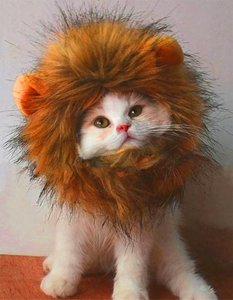 Halloween Costumes for Cats? Count me in! Halloween Costumes for Cats? Count me in!
