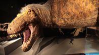 Newly discovered dinosaur species had one less finger than its relatives