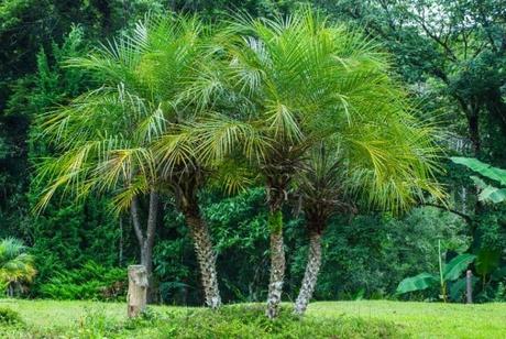 Pygmy Palm