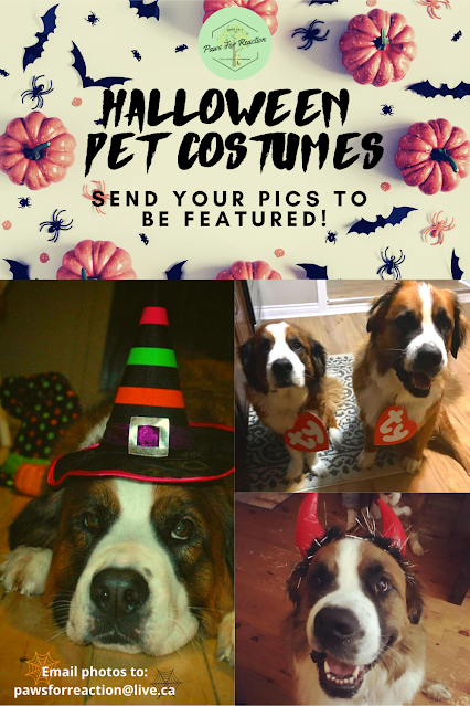 Send in a photo of your pet wearing a Halloween costume