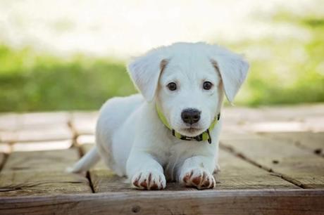Ten Things You Should Know Before Bringing Home a New Puppy