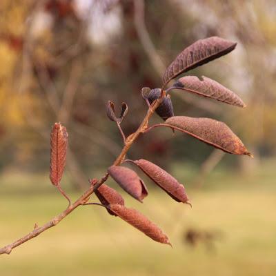 Trees Turning, Trees Burning