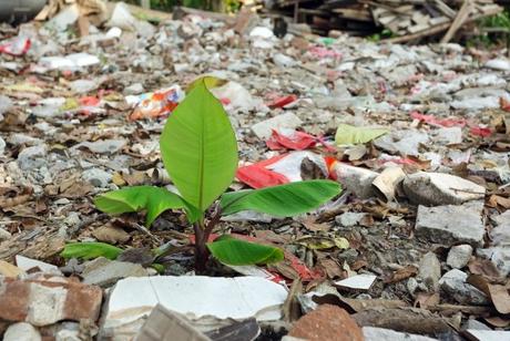 plant-in-pollution