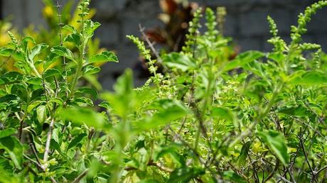 7 Proven Benefits of Holy Basil (Tulsi Benefits) | Fitness Yodha