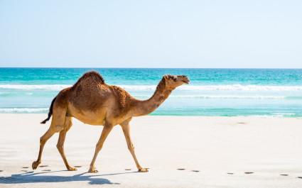 Camel in Salalah, Dhofar, Oman