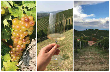 Moscato D'Asti: Versatile Wine from a Noble Grape