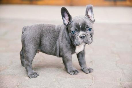 Blue French Bulldog: 10 Interesting Facts About The Rare Colored Frenchie