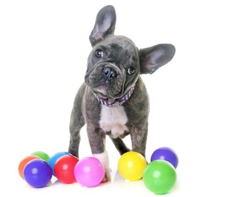 Blue French Bulldog: 10 Interesting Facts About The Rare Colored Frenchie