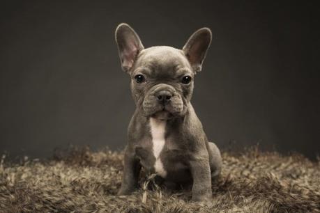 Blue French Bulldog: 10 Interesting Facts About The Rare Colored Frenchie