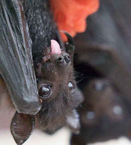 Ten Tips for Encouraging Bats Into Your Garden