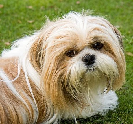 Ten Dog Breeds That are Perfect for a Small Apartment