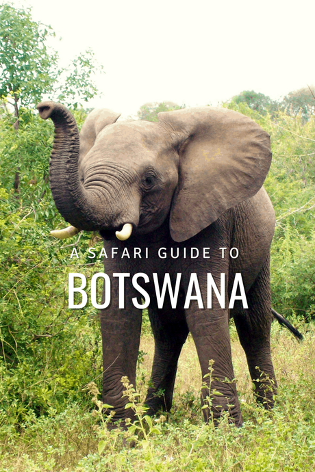 A Superb Botswana Safari Guide