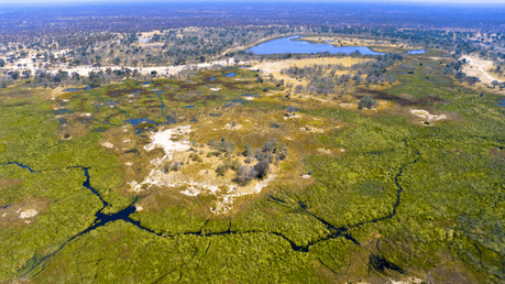 A Superb Botswana Safari Guide