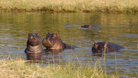 A Superb Botswana Safari Guide