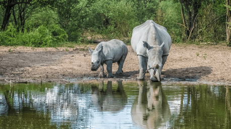 A Superb Botswana Safari Guide