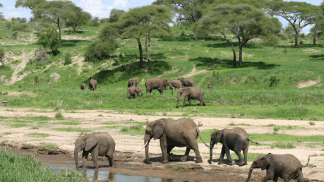 A Superb Botswana Safari Guide