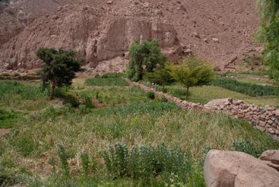 ANCIENT PETROGLYPHS IN THE ATACAMA DESERT OF CHILE, by Caroline Arnold at The Intrepid Tourist