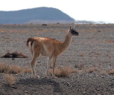 ANCIENT PETROGLYPHS IN THE ATACAMA DESERT OF CHILE, by Caroline Arnold at The Intrepid Tourist