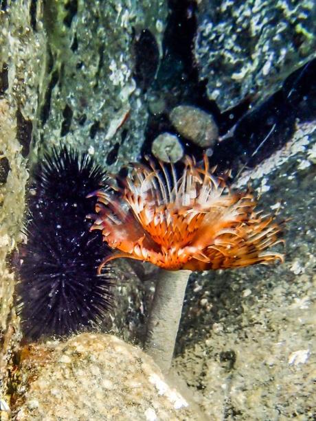 What lives beneath What lives beneath