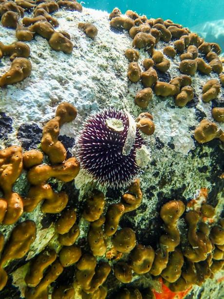 What lives beneath What lives beneath