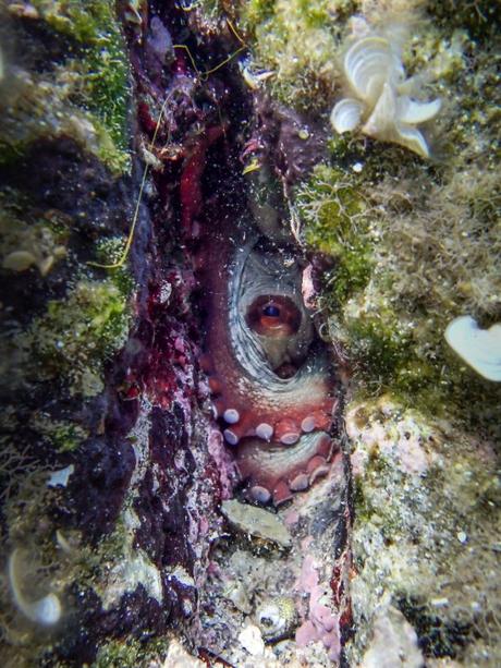 What lives beneath What lives beneath