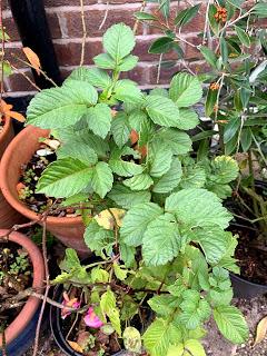 Irritating Plant of the Month - Dahlia Wizard of Oz