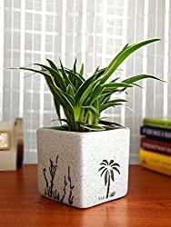 planter indoor plants